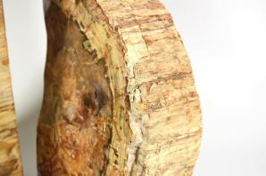 Fossil Wood Book Ends 25cm | Image 8