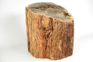 Large Fossilised Wood Log 30cm | Image 3