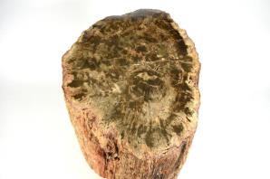 Large Fossilised Wood Log 30cm | Image 4