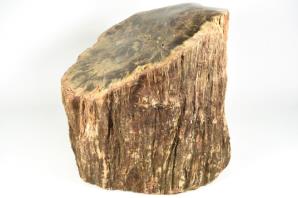 Large Fossilised Wood Log 30cm | Image 9