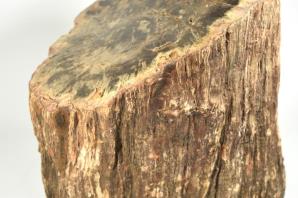 Large Fossilised Wood Log 30cm | Image 2