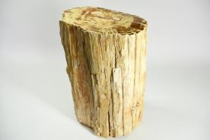 Large Fossilised Wood Log 36.5cm | Image 2