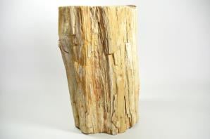 Large Fossilised Wood Log 36.5cm | Image 5