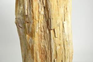 Large Fossilised Wood Log 36.5cm | Image 6