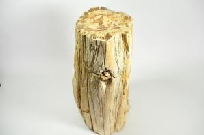 Large Fossilised Wood Log 36.5cm | Image 7