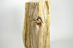 Large Fossilised Wood Log 36.5cm | Image 8