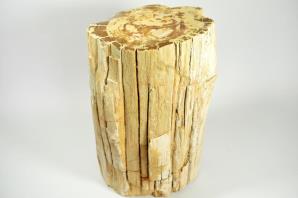 Large Fossilised Wood Log 36.5cm | Image 9