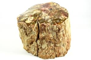 Large Fossilised Wood Log 15cm | Image 2