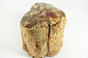 Large Fossilised Wood Log 15cm | Image 6