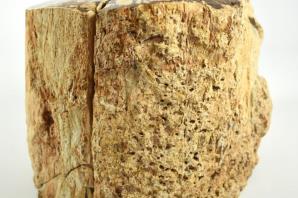 Large Fossilised Wood Log 15cm | Image 8
