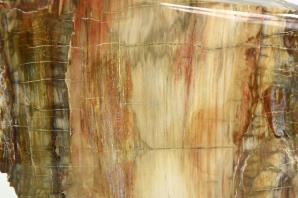 Fossilised Wood Freeshape 20cm | Image 2