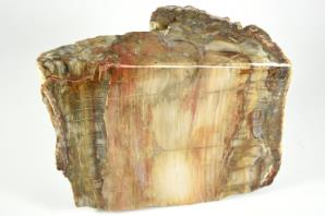Fossilised Wood Freeshape 20cm | Image 3