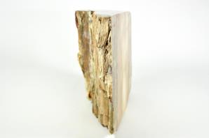 Fossilised Wood Freeshape 20cm | Image 4