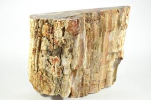 Fossilised Wood Freeshape 20cm | Image 5