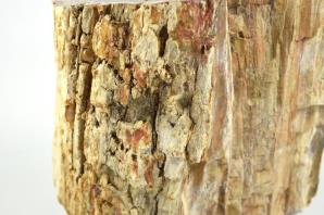 Fossilised Wood Freeshape 20cm | Image 6
