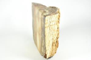 Fossilised Wood Freeshape 20cm | Image 7