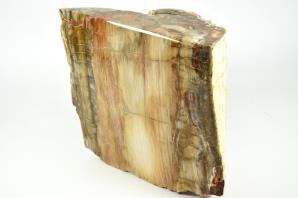 Fossilised Wood Freeshape 20cm | Image 8