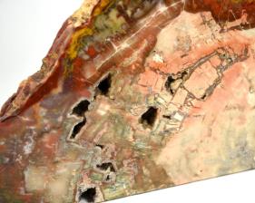 Fossilised Wood Freeshape 30cm | Image 3