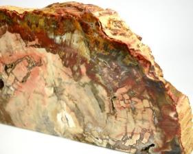 Fossilised Wood Freeshape 30cm | Image 5