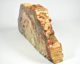 Fossilised Wood Freeshape 30cm | Image 6