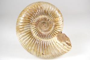 Ammonite Perisphinctes 9.4cm | Image 3