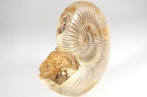 Ammonite Perisphinctes 9.4cm | Image 4
