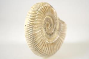 Ammonite Perisphinctes 8.6cm | Image 2