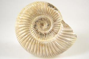 Ammonite Perisphinctes 8.6cm | Image 3