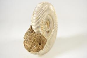 Ammonite Perisphinctes 8.6cm | Image 4