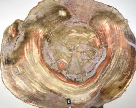 Mounted Fossilised Wood Slice 26.5cm | Image 2