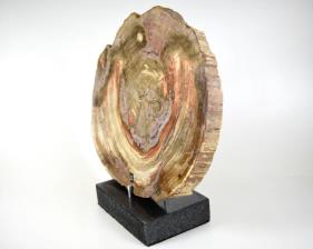 Mounted Fossilised Wood Slice 26.5cm | Image 3