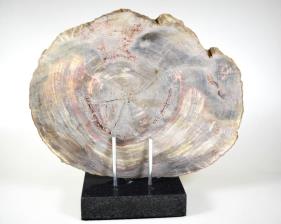 Mounted Fossilised Wood Slice 26.5cm | Image 4