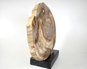 Mounted Fossilised Wood Slice 26.5cm | Image 5