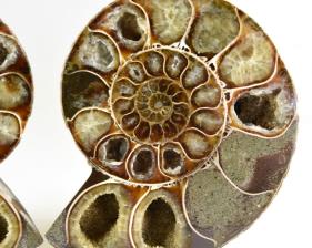 Ammonite Pair 10.6cm | Image 2
