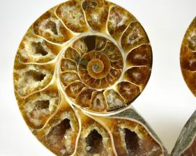 Ammonite Pair 8.4cm | Image 2