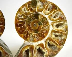 Ammonite Pair 8.4cm | Image 3