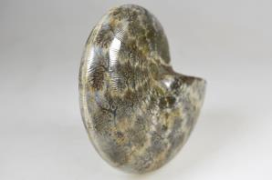 Ammonite Phylloceras 10.3cm | Image 4