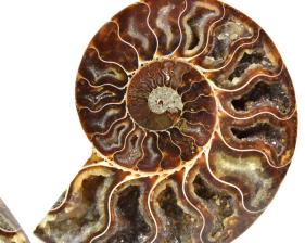 Ammonite Pair 12.1cm | Image 2