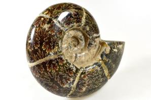 Ammonite Puzosia 15cm | Image 3