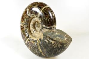 Ammonite Puzosia 15cm | Image 4