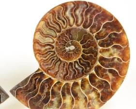 Ammonite Pair 12.1cm | Image 2
