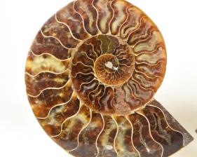 Ammonite Pair 12.1cm | Image 3