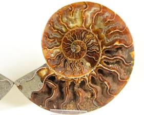 Ammonite Pair 14cm | Image 2