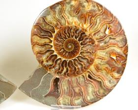 Ammonite Pair 15.6cm | Image 2