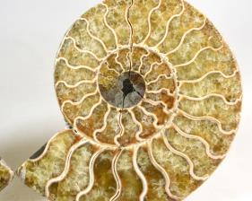 Ammonite Pair 11cm | Image 3
