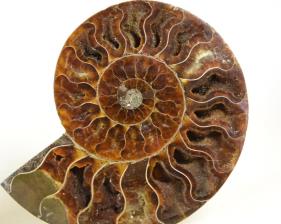 Ammonite Pair 12.8cm | Image 3