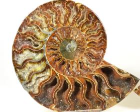 Ammonite Pair 12.6cm | Image 2