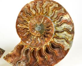 Ammonite Pair 12.6cm | Image 3