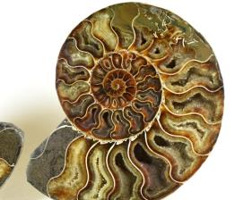Ammonite Pair 17.9cm | Image 3