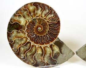 Ammonite Pair 13cm | Image 2